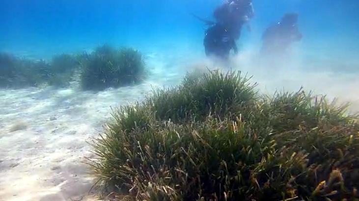 Prof. Dr. Tecer: Deniz çayırında, bazı türler yok olma tehlikesiyle karşı karşıya