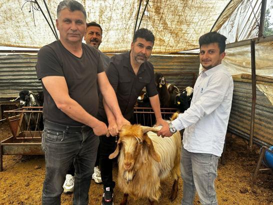 Erdemli’de kurbanlık satışları başladı