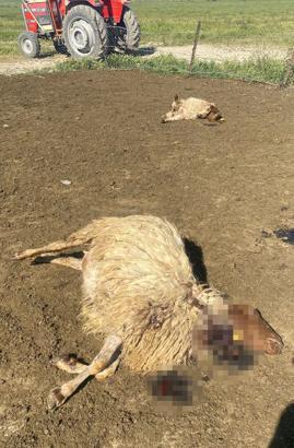 Ağıldaki 12 koyun kurt saldırısında öldü