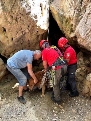 Dere yatağında mahsur kalan köpeği, AKUT ekibi kurtardı