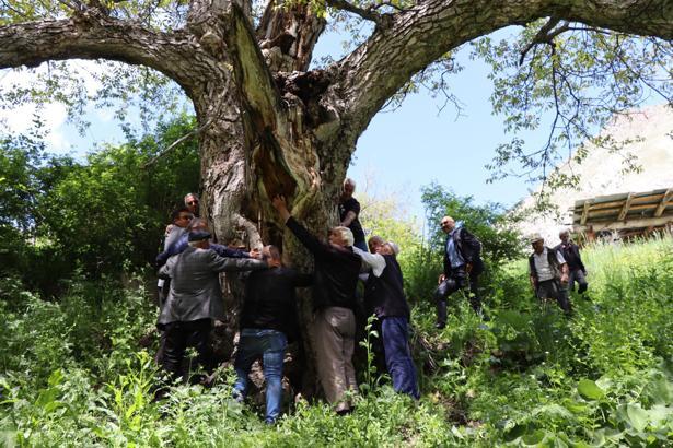 'İmam Ağacı' olarak bilinen ceviz ağacı 350 yaşında
