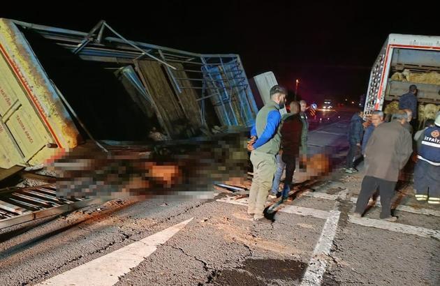 Bingöl’de kamyon devrildi: Sürücü yaralandı, 70 koyun öldü