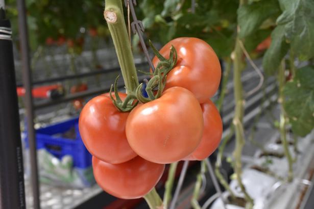 Düşük enerjili seradan Avrupa'ya 'sıfır pestisitli' domates