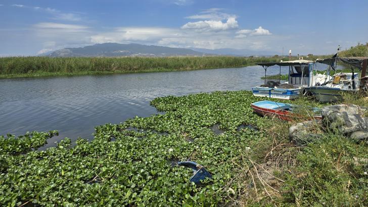 Asi Nehri’nde kirlilik ve su sümbülleri, toplu balık ölümlerine neden oldu
