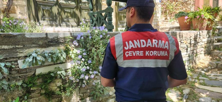 Tüylü çan çiçeğini koparmanın cezası 577 bin TL