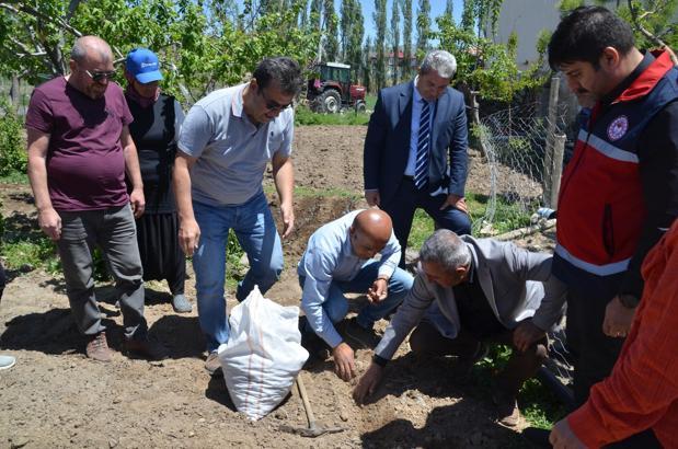 Çiftçilere salep yumrusu dağıtıldı