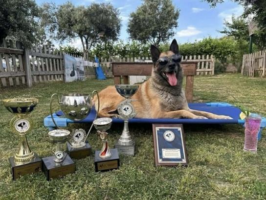 Afetlerde görev alıp, sayısız yaşamın kurtarılmasına yardımcı oldu… Kahraman köpek ‘Bob’ öldü