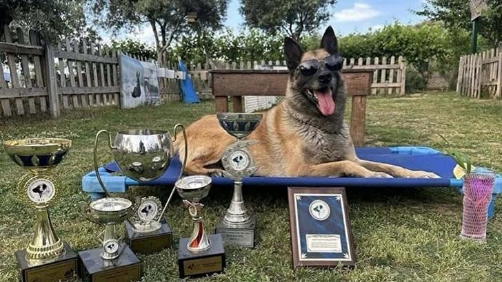 Afetlerde görev alıp, sayısız yaşamın kurtarılmasına yardımcı oldu… Kahraman köpek ‘Bob’ öldü