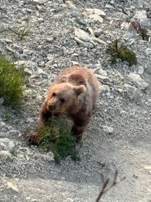 Yavru bozayı sahile indi, vatandaşlar izlemeye gitti