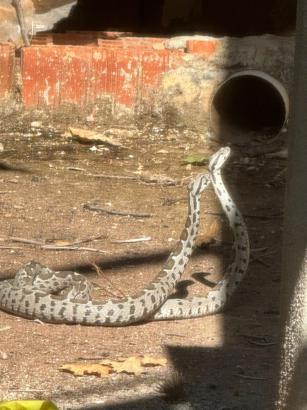 Şeritli engereklerin çiftleşme dansı kamerada