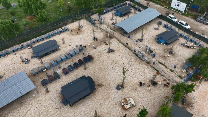 Sokağa terk edilmiş hayvanlara, 'Emekli Hayvan Çiftliği’nde' müzikli terapi