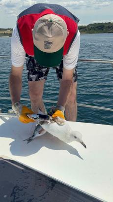 Çanakkale'de denetimler sırasında oltaya takılan martı kurtarıldı