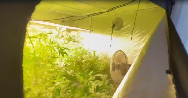 Villada kurduğu serada Hint keneviri yetiştiren şüpheliye gözaltı