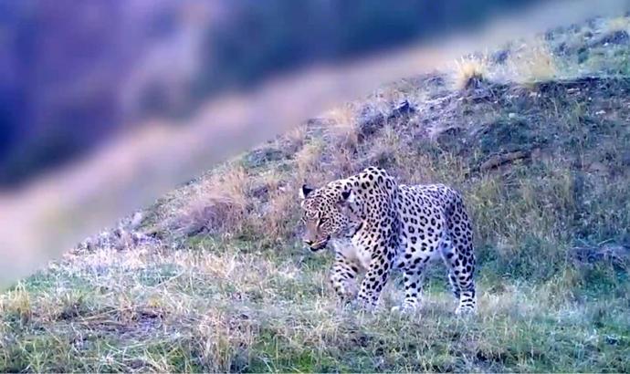 Bakan Yumaklı'dan 'Anadolu parsı' paylaşımı