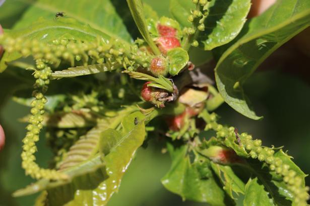 Kestaneyi kurtarma mücadelesi; üretilen böcekler tek tek dallara bırakıldı