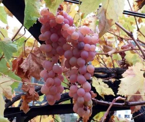 Kaş Margaz üzümü, 'Coğrafi İşaret' tescili aldı