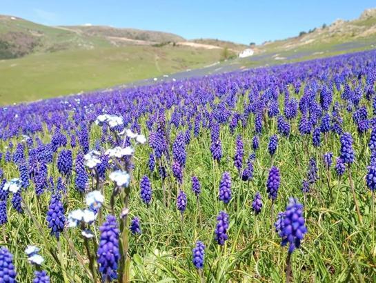 2 bin rakımlı yayla, dağ sümbülleriyle renklendi