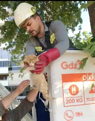 Salihli'de ağaçta mahsur kalan kedi kurtarıldı