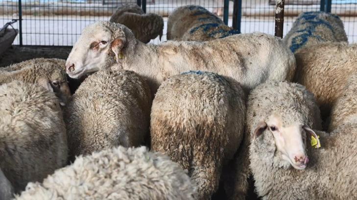 Bursa'da Nilüfer Belediyesi Kurban Bayramı hazırlıklarını tamamladı