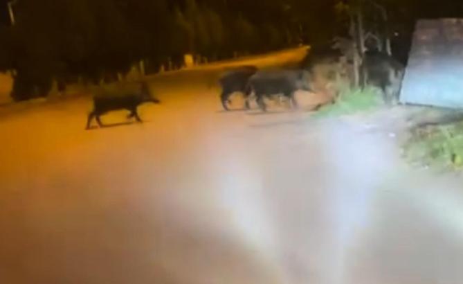 Osmaniye’de yaban domuzları şehir merkezine indi; o anlar kamerada