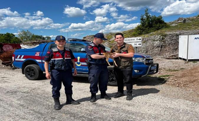 Yaralı bulunan yavru karaca tedaviye alındı