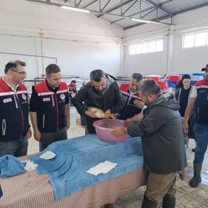 Edirne’de bu yıl 10 milyon 500 bin balık yavrusu üretilmesi planlanıyor