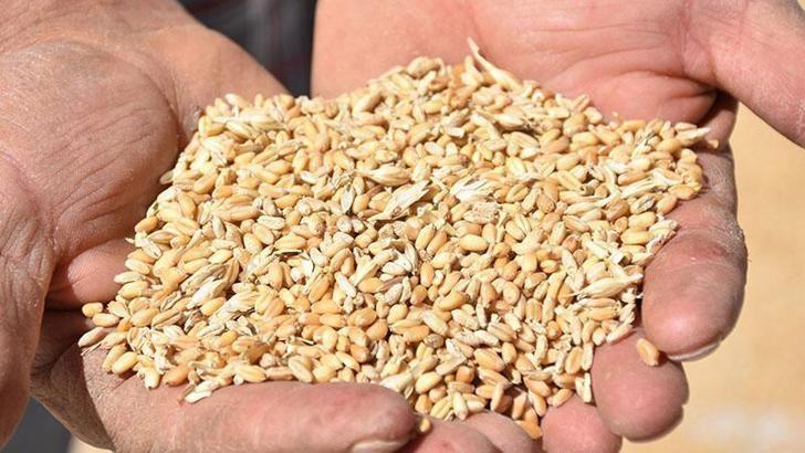 TÜİK: Bitkisel üretimde azalış tahmin edildi