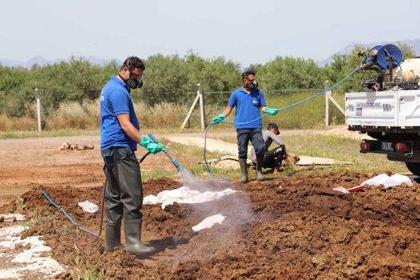 Büyükşehir kurban satış noktalarını ilaçlıyor