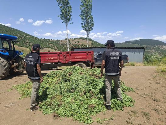 Damla sulama sistemiyle Hint keneviri yetiştiren 5 şüpheliye gözaltı