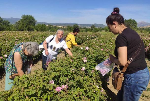 Güneykent'te gül turizmi hazırlığı