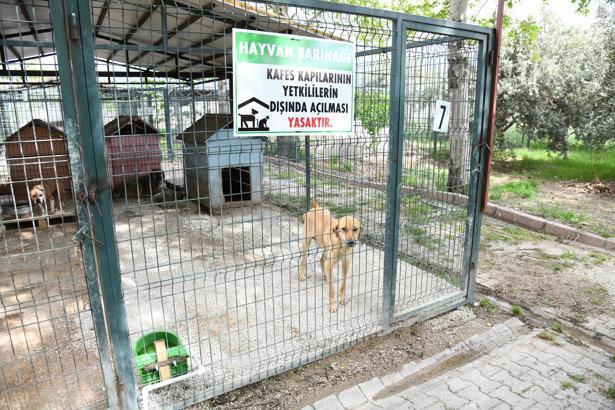 Osmaniye Belediyesi’nden Sokak hayvanlarına dijital destek