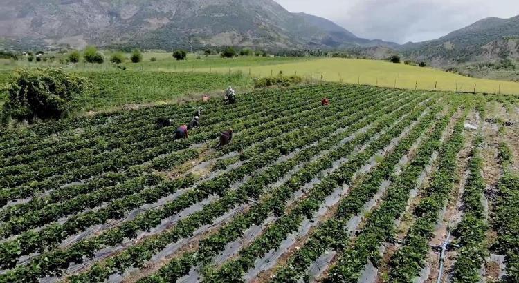 Batman'da Sason çileği ile tersine göç
