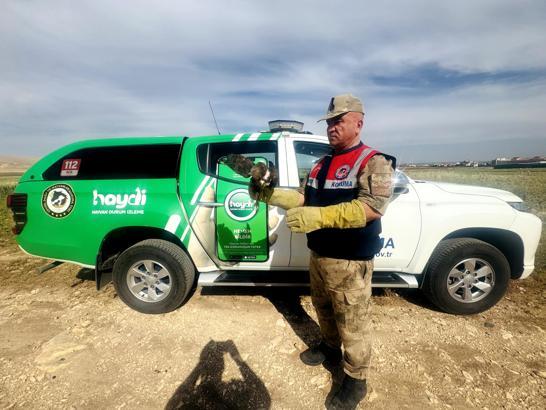 Şanlıurfa’da yaralı kızıl şahin tedavi altına alındı