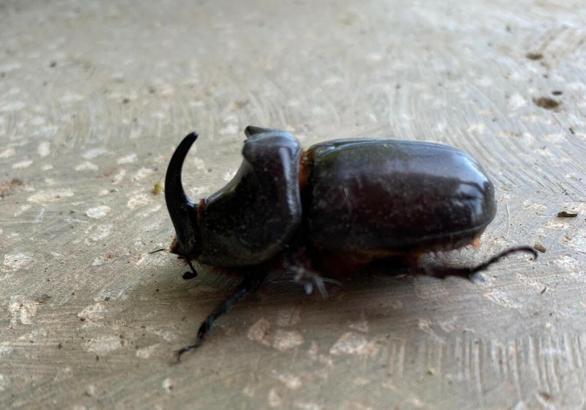 Manisa'da gergedan böceği bulundu