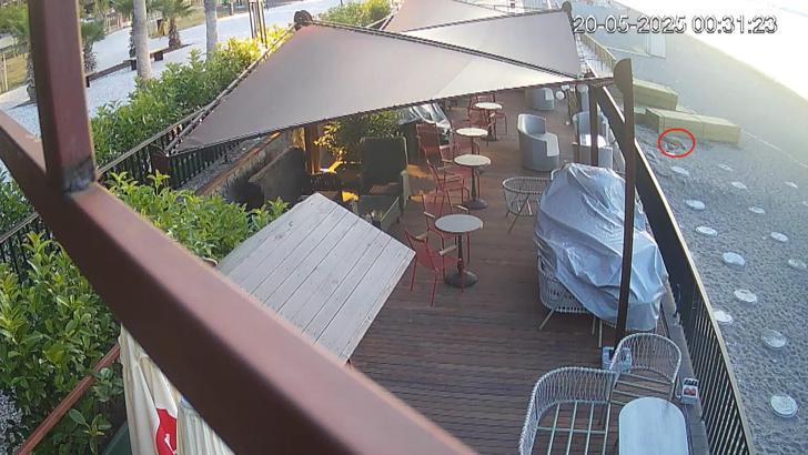 Konyaaltı Sahili'nde caretta yuvası sürprizi