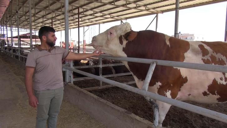 Kurban pazarındaki 1 ton 400 kiloluk boğa, alıcısını bekliyor