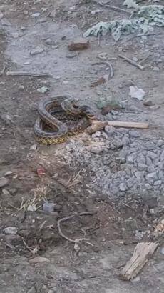 İnegöl'deki 4 mahallede 'yılan' tedirginliği