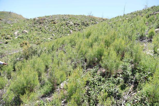 Muğla'da, fidanlar genç ormana dönüştü