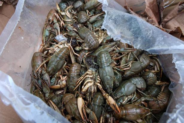 Otobüs terminalinde 300 kilo kerevit ile 40 kilo mavi yengeç ele geçirildi