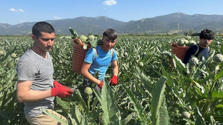 Pamukova’da enginar hasadı başladı