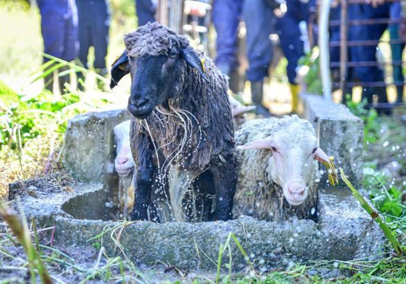 Veteriner fakültesinde 8 asırlık 'koyun yıkama’ geleneği gerçekleştirildi
