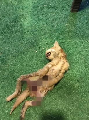 Zonguldak’ta iç organları çıkarılmış 2 kedi için polis inceleme başlattı