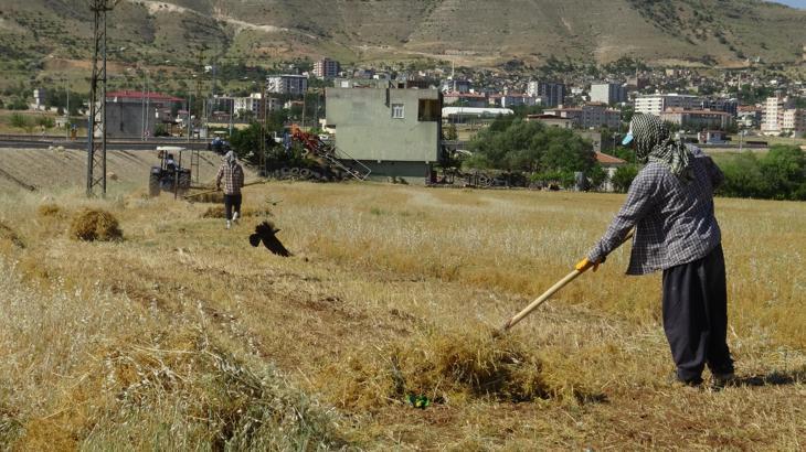 Gercüş’te mercimek hasadı başladı