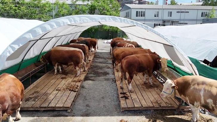 Bağcılar’da kurban pazarının gözdesi ‘Şampiyon’ oldu