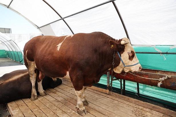 Bağcılar’da kurban pazarının gözdesi ‘Şampiyon’ oldu