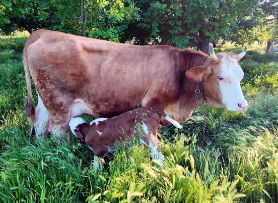 İki yıl önce ölümden kurtarılan inek doğum yaptı