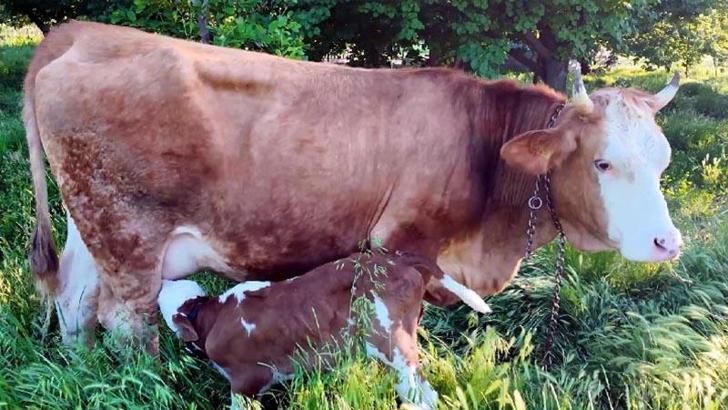 İki yıl önce ölümden kurtarılan inek doğum yaptı