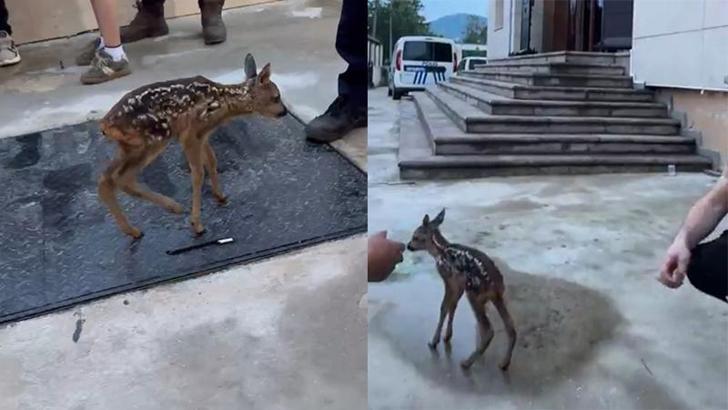 Bitkin yavru karaca, Emniyet Müdürlüğü'ne sığındı