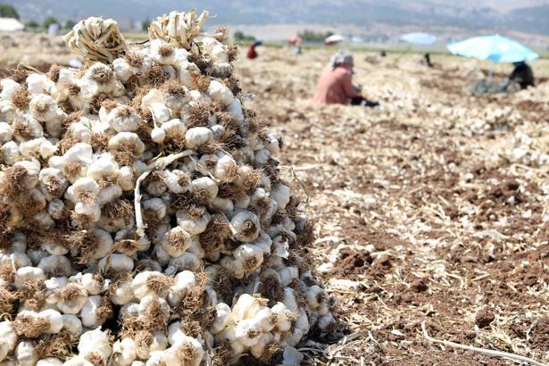 Gaziantep'te 10 bin tarım işçisiyle sarımsak hasadı başladı