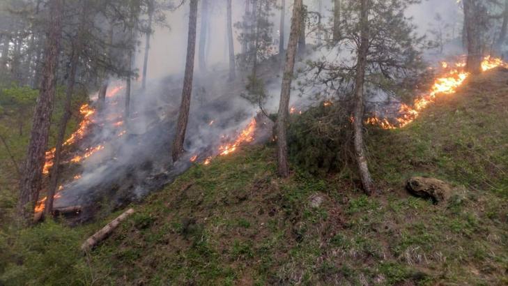 Afyonkarahisar'da orman yangını